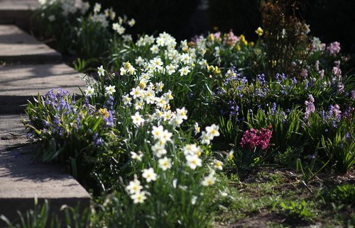 Narcizai,  Hiacintas,  Gėlės,  Reikmenys,  Pavasaris,  Augalas
