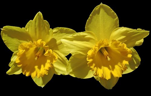 Narcizai,  Gėlės,  Pavasaris,  Lemputės,  Gamta