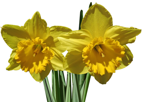 Narcizai,  Gėlė,  Stiebų,  Sodas,  Pobūdį,  Pavasaris