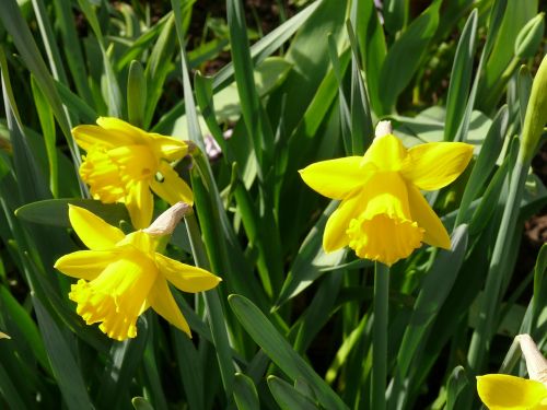 Narcizai, Narcizas, Geltona, Pavasaris, Gėlė, Pavasaris, Balandis, Žydėti, Žiedas