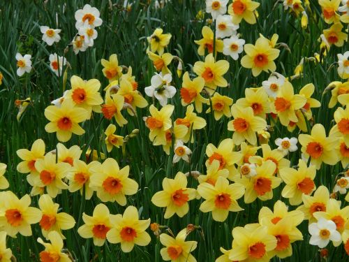 Narcizai, Geltona, Osterglocken, Gėlės, Pavasaris, Flora
