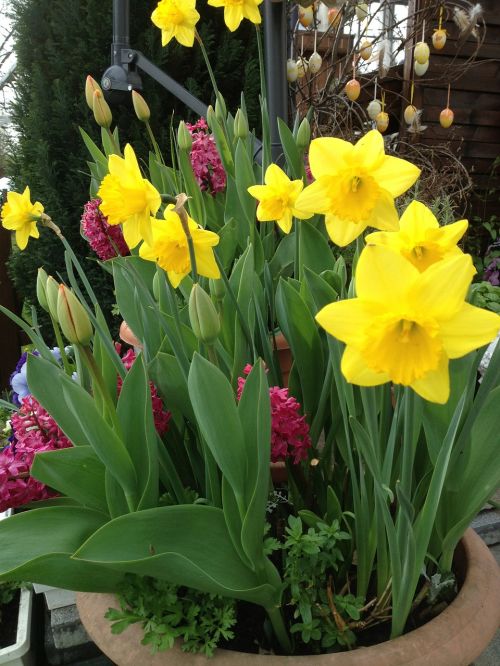 Narcizai, Tulpės, Pavasario Gėlės, Pavasaris