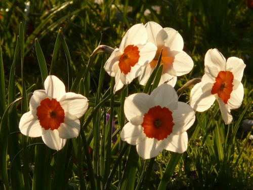 Narcizai, Daffodil, Gėlė, Augalas, Žiedas, Žydėti, Pavasaris, Balta, Atgal Šviesa