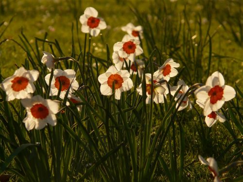 Narcizai, Daffodil, Gėlė, Augalas, Žiedas, Žydėti, Pavasaris, Balta, Atgal Šviesa