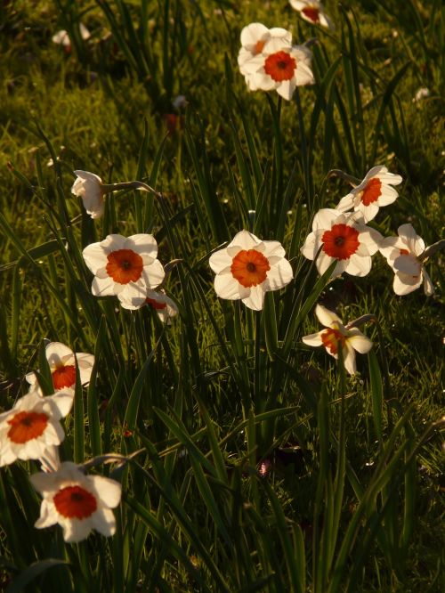 Narcizai, Daffodil, Gėlė, Augalas, Žiedas, Žydėti, Pavasaris, Balta, Atgal Šviesa