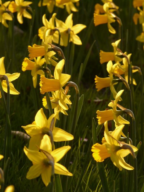 Narcizai, Osterglocken, Gėlė, Augalas, Gėlės, Pavasaris, Geltona, Dafodilo Laukas