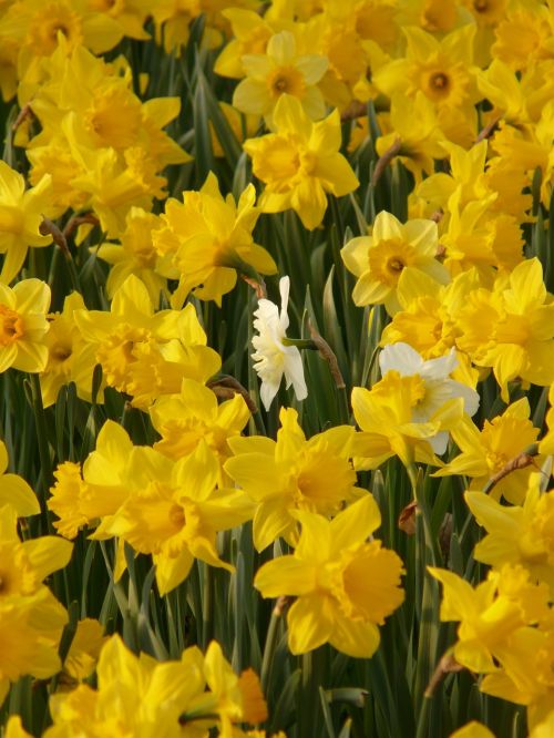 Narcizai, Osterglocken, Gėlė, Augalas, Gėlės, Pavasaris, Geltona, Dafodilo Laukas