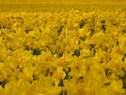 Narcizai, Osterglocken, Gėlė, Augalas, Gėlės, Pavasaris, Geltona, Dafodilo Laukas, Spalvinga, Šviesus