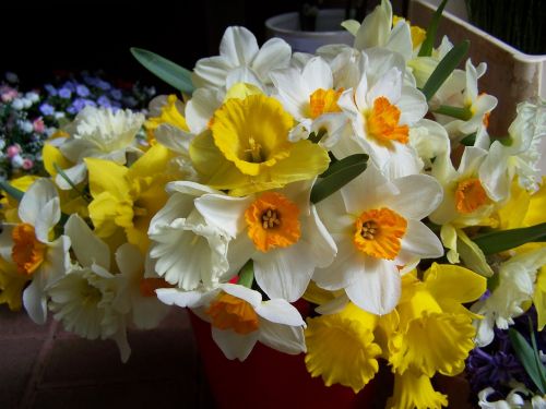 Narcizai,  Balta,  Geltona,  Pavasaris