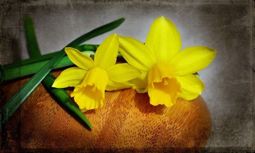Narcizai,  Geltona,  Gėlė,  Geltona Gėlė,  Pavasario Gėlė,  Ankstyvas Bloomer,  Pavasaris,  Žiedas,  Žydėti,  Uždaryti