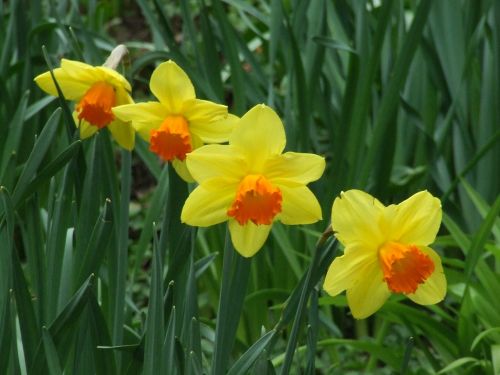 Narcizai,  Amaryllidaceae,  Narcizas,  Gėlė,  Pavasario Gėlė,  Geltona Pavasario Gėlė