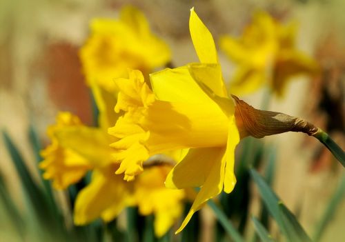 Narcizai, Osterglocken, Geltona, Pavasaris, Gėlė, Narcissus Pseudonarcissus, Gėlės, Flora