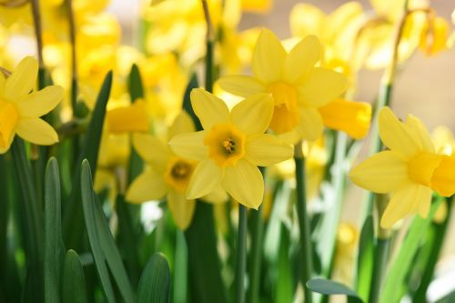 Narcizai, Pavasario Gėlės, Pavasaris, Geltona, Gėlės, Geltonos Gėlės, Augalas, Uždaryti