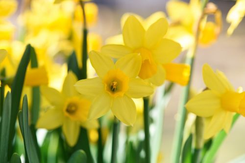Narcizai, Gėlės, Geltona, Pavasario Gėlės, Pavasaris, Uždaryti