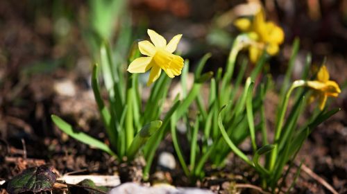 Narcizai, Pavasaris, Gėlė, Geltona Gėlė, Pavasario Gėlė, Augalas, Geltona, Sodas, Gamta