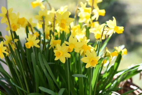 Narcizai, Pavasario Gėlės, Pavasaris, Gėlės, Geltonos Gėlės, Augalas, Geltona