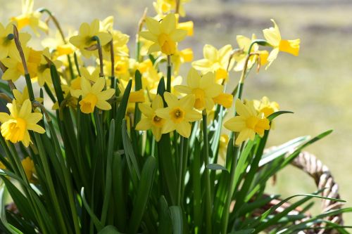 Narcizai, Pavasario Gėlės, Pavasaris, Gėlės, Geltonos Gėlės, Augalas, Geltona