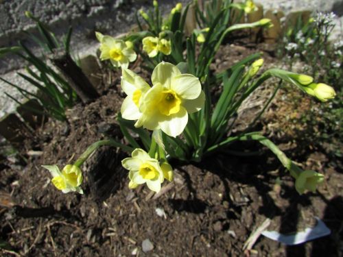Narcizai,  Geltonos Pavasario Gėlės,  Žemė,  Uždaryti