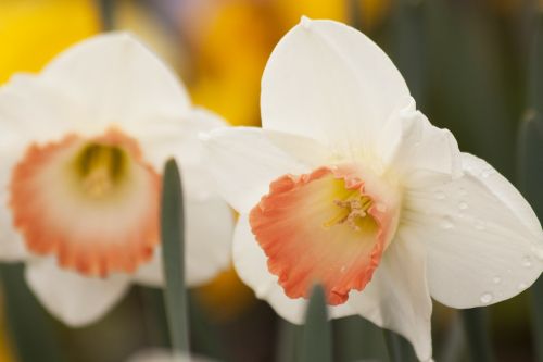 Narcizai, Narcizas, Amaryllidaceae, Daffodil, Velykos, Gėlės, Balta, Pavasaris, Lenz, Sodas, Augalas, Geltona, Oranžinė, Žydėti