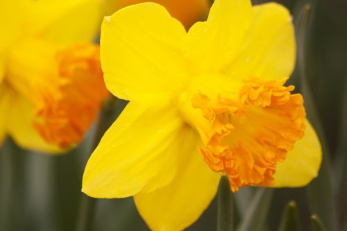 Narcizai, Narcizas, Amaryllidaceae, Daffodil, Velykos, Gėlės, Pavasaris, Lenz, Sodas, Augalas, Geltona, Oranžinė, Žydėti