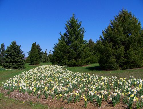 Narcizai,  Gėlės,  Pavasaris,  Visžalis,  Medžiai,  Mėlynas,  Dangus,  Parkas,  Narcizai Ir Evergreens