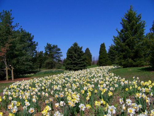 Narcizai,  Gėlės,  Pavasaris,  Visžalis,  Medžiai,  Mėlynas,  Dangus,  Parkas,  Narcizai Ir Evergreens
