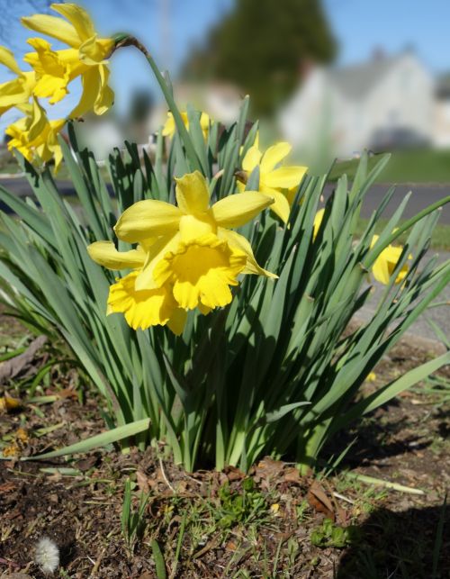 Narcizai,  Gėlės,  Pavasaris,  Narcizai Kaimynystėje