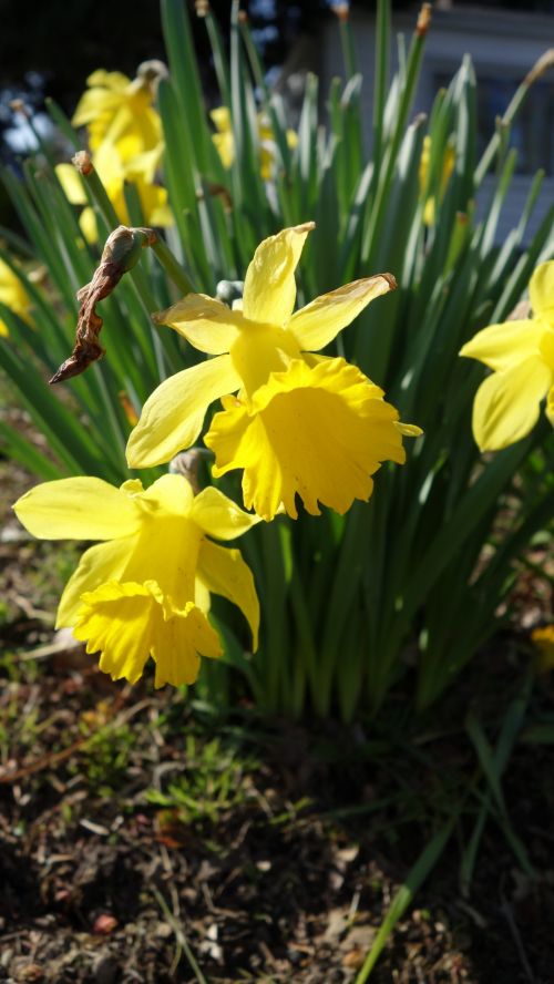 Narcizai,  Gėlės,  Pavasaris,  Narcizai Saulės Spindulių 2