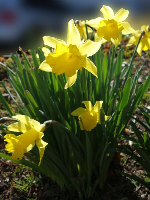 Narcizai,  Gėlės,  Pavasaris,  Narcizai Saulės Spindulių