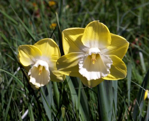 Narcizai,  Gėlės,  Pavasaris,  Narcizai