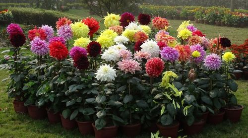 Dahlia, Gėlė, Flora, Žiedas, Spalva, Kolkata, Indija