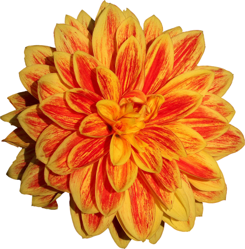 Dahlia, Gėlė, Oranžinė, Geltona