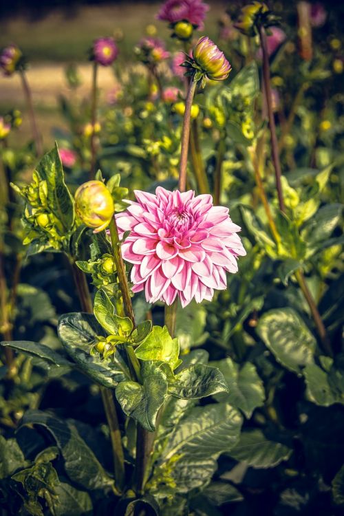 Dahlia, Žiedas, Žydėti, Asteraceae, Ruduo, Kompozitai, Uždaryti, Makro, Vasara, Nuotaika, Spalvinga, Gėlė, Žydėti, Augalas, Linksmas, Laimingas, Saulėtas, Schnittblume, Dekoratyvinis Augalas, Gamta, Puokštė, Saldus, Lapai