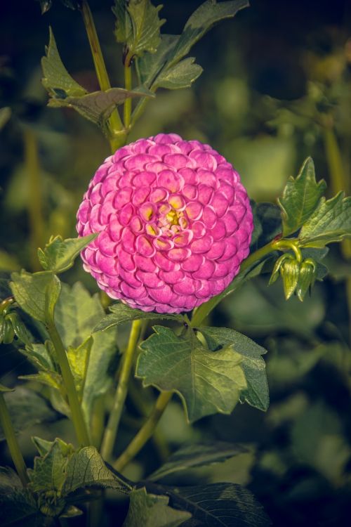 Dahlia, Žiedas, Žydėti, Asteraceae, Ruduo, Kompozitai, Uždaryti, Makro, Vasara, Nuotaika, Spalvinga, Gėlė, Žydėti, Augalas, Linksmas, Laimingas, Saulėtas, Schnittblume, Dekoratyvinis Augalas, Gamta, Puokštė, Saldus, Lapai