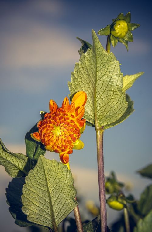 Dahlia, Žiedas, Žydėti, Asteraceae, Ruduo, Kompozitai, Uždaryti, Makro, Vasara, Nuotaika, Spalvinga, Gėlė, Žydėti, Augalas, Linksmas, Laimingas, Saulėtas, Schnittblume, Dekoratyvinis Augalas, Gamta, Puokštė, Saldus, Lapai