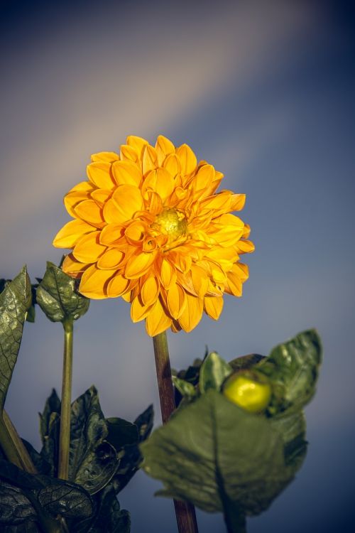 Dahlia, Žiedas, Žydėti, Asteraceae, Ruduo, Kompozitai, Uždaryti, Makro, Vasara, Nuotaika, Spalvinga, Gėlė, Žydėti, Augalas, Linksmas, Laimingas, Saulėtas, Schnittblume, Dekoratyvinis Augalas, Gamta, Puokštė, Saldus, Lapai