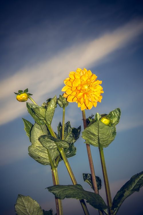 Dahlia, Žiedas, Žydėti, Asteraceae, Ruduo, Kompozitai, Uždaryti, Makro, Vasara, Nuotaika, Spalvinga, Gėlė, Žydėti, Augalas, Linksmas, Laimingas, Saulėtas, Schnittblume, Dekoratyvinis Augalas, Gamta, Puokštė, Saldus, Lapai