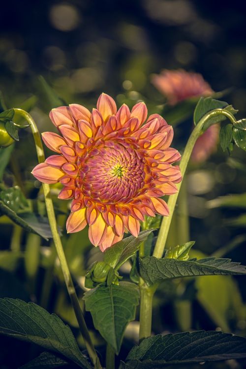 Dahlia, Žiedas, Žydėti, Asteraceae, Ruduo, Kompozitai, Uždaryti, Makro, Vasara, Nuotaika, Spalvinga, Gėlė, Žydėti, Augalas, Linksmas, Laimingas, Saulėtas, Schnittblume, Dekoratyvinis Augalas, Gamta, Puokštė, Saldus, Lapai