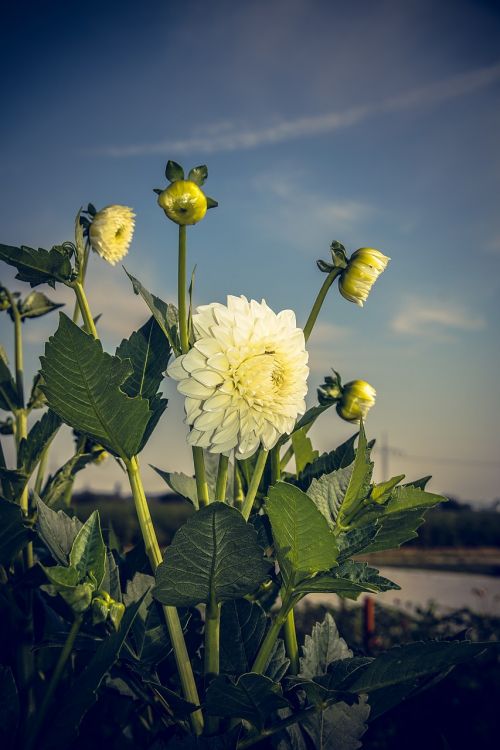 Dahlia, Žiedas, Žydėti, Asteraceae, Ruduo, Kompozitai, Uždaryti, Makro, Vasara, Nuotaika, Spalvinga, Gėlė, Žydėti, Augalas, Linksmas, Laimingas, Saulėtas, Schnittblume, Dekoratyvinis Augalas, Gamta, Puokštė, Saldus, Lapai