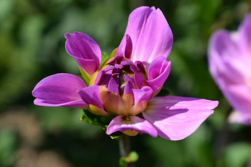 Dahlia, Budas, Rožinis, Gėlė, Sodas