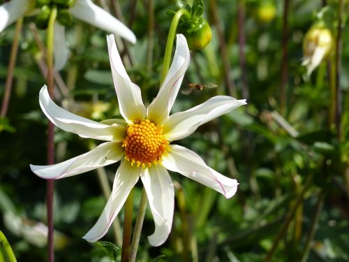 Dahlia, Balta, Geltona, Žalias, Vasara, Augalas, Sodas