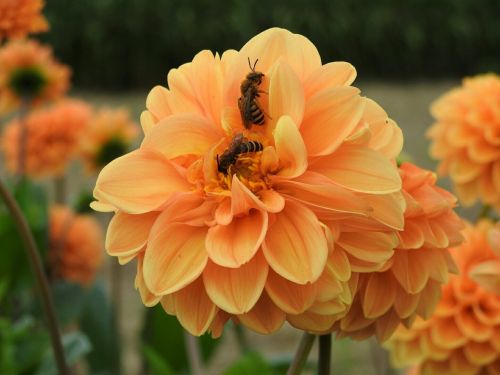 Dahlia, Oranžinė, Bičių, Gėlė