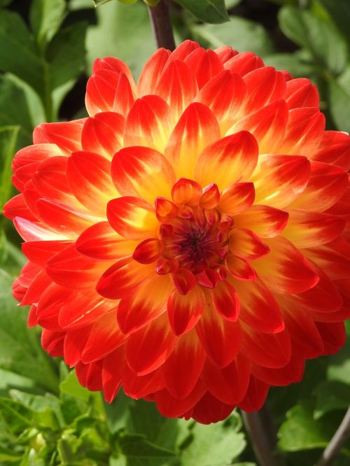Dahlia, Oranžinė, Gėlės