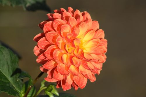 Dahlia, Gėlė, Oranžinė