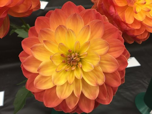 Dahlia,  Oranžinė,  Gėlė