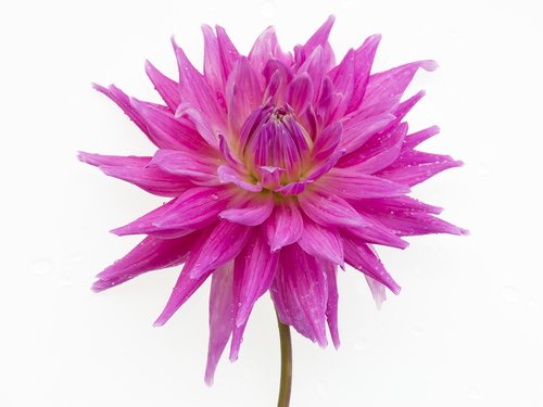 Dahlia,  Rožinis,  Gėlė,  Pobūdį,  Lietaus Lašai