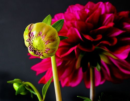 Dahlia, Budas, Žiedas, Žydėti, Augalas, Raudona, Gamta, Gėlės