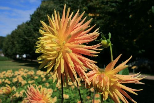 Dahlia, Ruduo, September, Žiedas, Žydėti, Augalas, Gėlių Ruduo, Gamta, Spalva, Oranžinė, Saulėtas, Dahlia Dahlia, Flora, Gėlių Sodas, Gėlė, Spalvinga