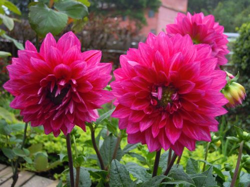 Dahlia, Raudona