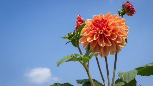 Dahlio Gėlė, Gėlė, Dahlia